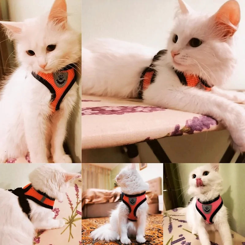 Pet Harness